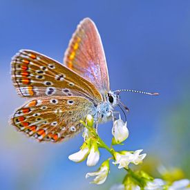 Schmetterling von Stephan Jansson