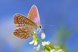 Schmetterling von Stephan Jansson