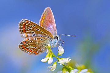 Butterfly by Stephan Jansson