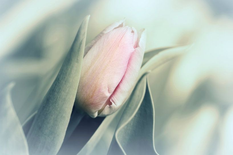 Tulips by Heiko Lehmann