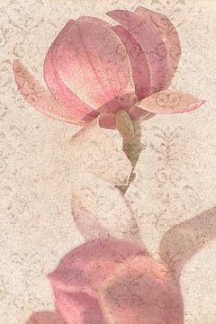 Roze Magnolia tak in bloei van Caroline Drijber