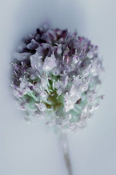 Fleur cirée 2
