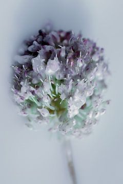 Fleur cirée 2 sur Wim van Ooijen