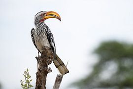 Südlicher Gelbschnabeltoko von Marco Kost