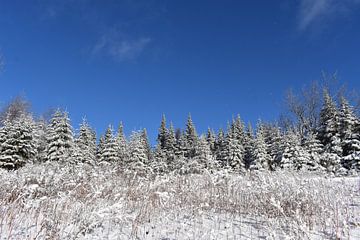 Une première neige sur la forêt sur Claude Laprise