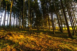 Duitsland, Warm avondlicht in zwart bos natuurlandschap van adventure-photos