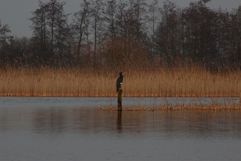 lonely cormorant by loes spit