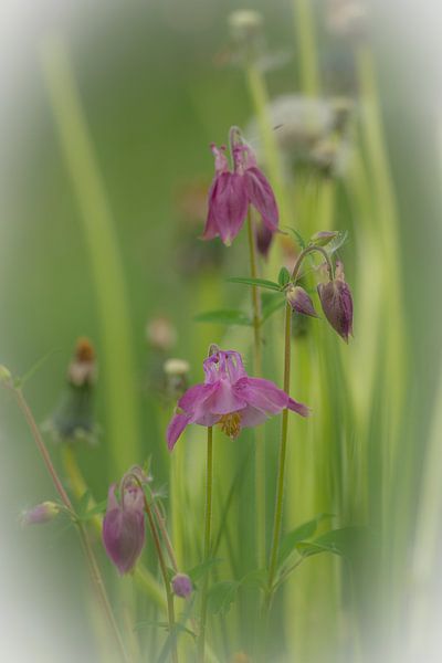 purple flowers by snippefotografie