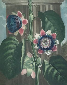 The Quadrangular Passion-Flower, Robert John Thornton