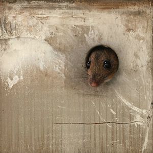 Maus
