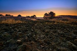 Sonnenaufgang in der Elspeetseer Heide von Jenco van Zalk
