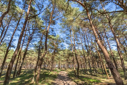 In het bos op de Schaabe, Glowe op het eiland Rügen
