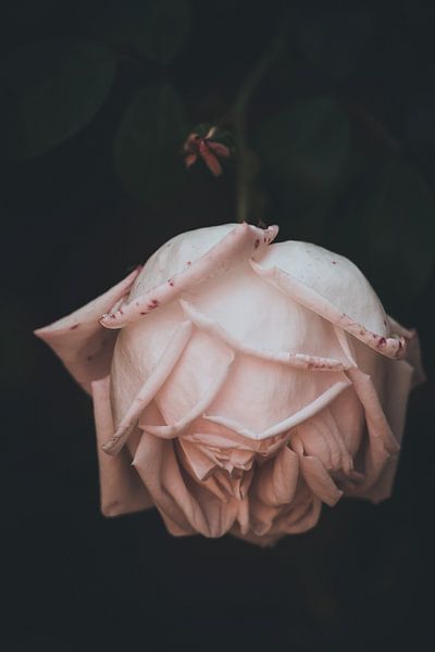Schöne Rose auf schwarzem Hintergrund von Yanuschka Fotografie | Noordwijk