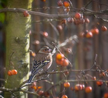 Buchfink Männchen im Apfelbaum von ManfredFotos
