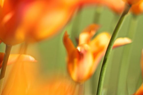 Oranie tulpen