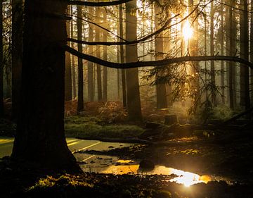 Herfst op de Veluwe van Bas Stoffelsen