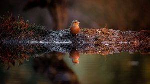 La nature dans les bois