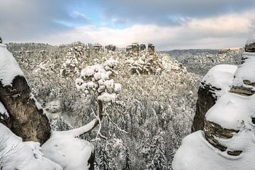 Bastei pine tree in Saxon Switzerland in winter #1 van Michael Valjak
