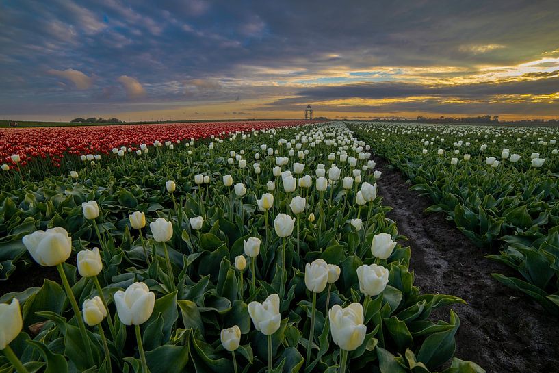 white field above amsterdam by peterheinspictures