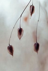 November Morning