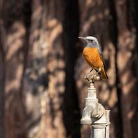 Short-toed rock thrush on a crane - African bird