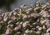 Paarse bloemen (herfstaster)