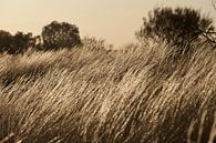 Sungrass par Mike van den Brink Aperçu