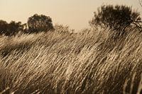 Sungrass