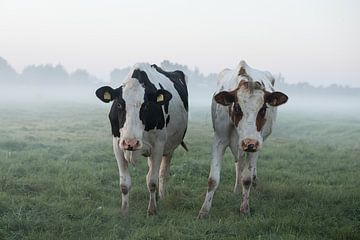 koeien in de mist van PeetMagneet