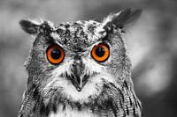 Eagle owl portrait