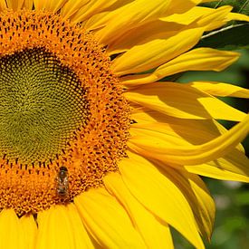 Der Sommer ist magisch! von My Footprints