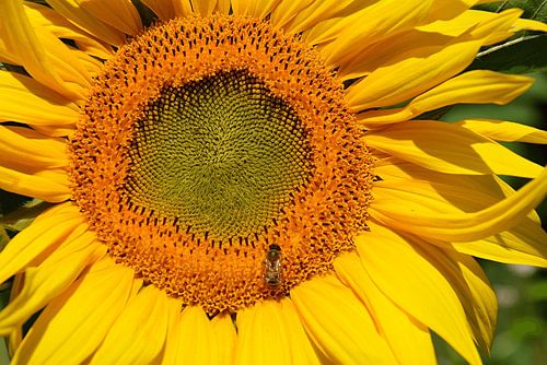 Der Sommer ist magisch!
