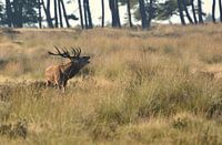 Edelhert tijdens de Bronst