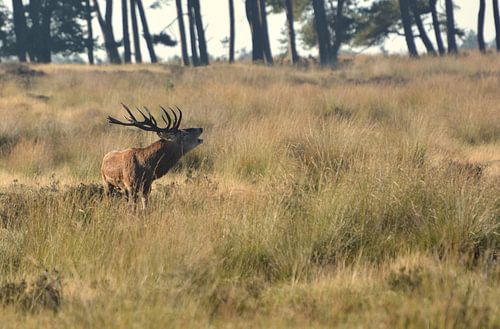 Red deer during the rut by Roy Zonnenberg