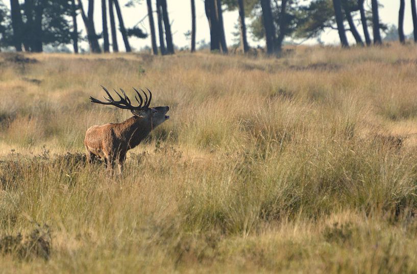 Edelhert tijdens de Bronst van Roy Zonnenberg