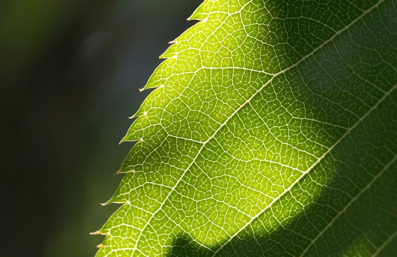 Leaf by Bo Valentino