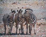 African zebras in Etosha National Park in Namibia, Africa by Patrick Groß thumbnail