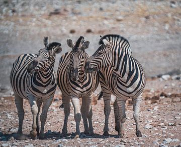 African zebras in Etosha National Park in Namibia, Africa by Patrick Groß
