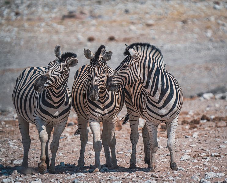 African zebras in Etosha National Park in Namibia, Africa by Patrick Groß