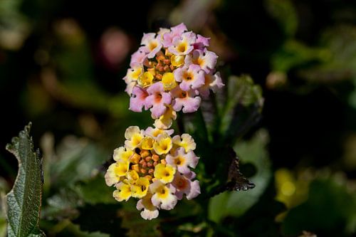 Two flowers up close