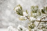 Den in de sneeuw