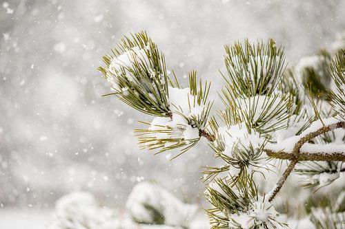 Pine in the snow