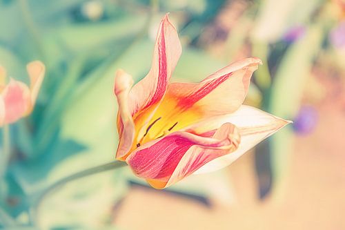 Lentetulp Tulipa Sprengeri/ Sprengers tulp gefotografeerd in zacht bokeh
