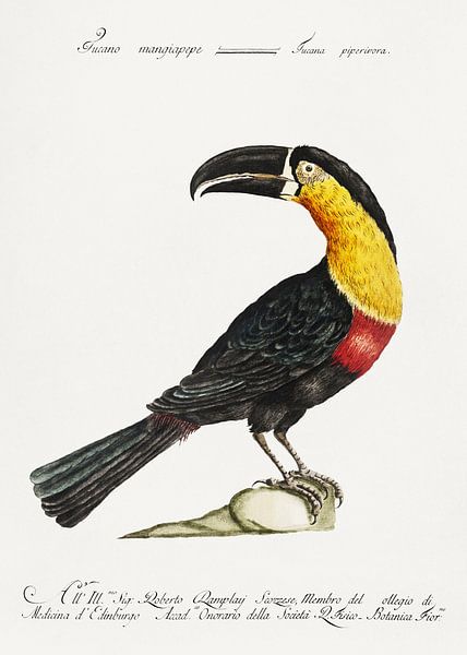 Mangiapepe Toucan, Saverio Manetti by Masterful Masters