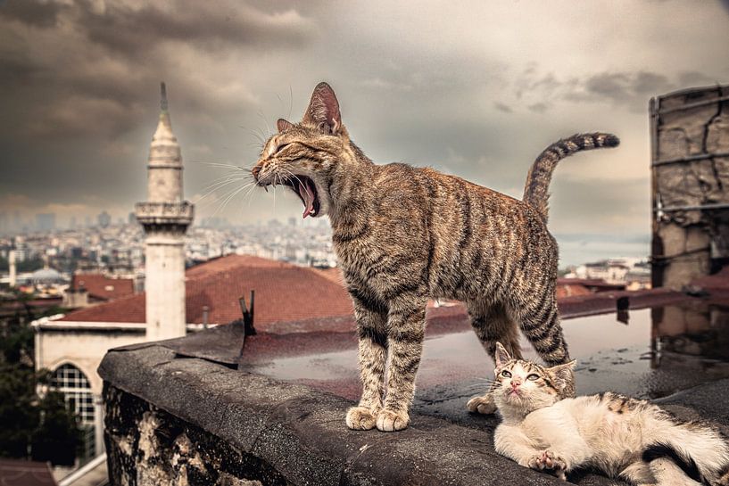 Chats errants à Istanbul par Marco Rutten