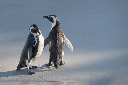 Beach Walk of Two - African Penguins