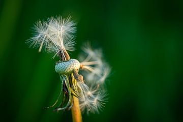 dandelion by Danny van houtum