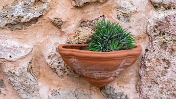 Pflanze in einem Kübel in Valldemossa, Spanien