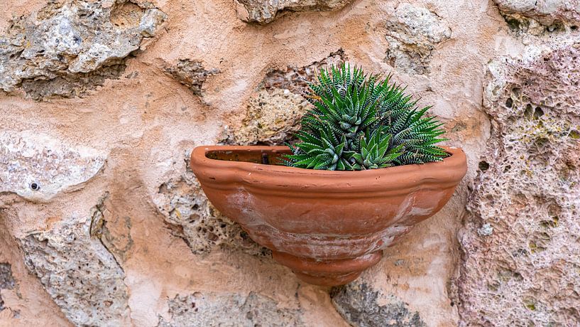 Pflanze in einem Kübel in Valldemossa, Spanien von Jessica Lokker