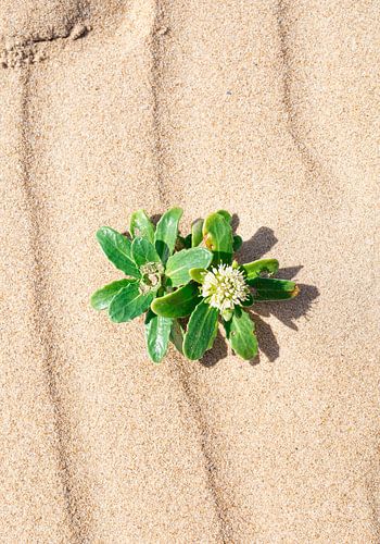 Beachly